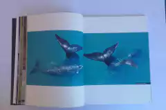 Image of La Profundidad de las Ballenas