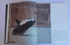 La Profundidad de las Ballenas