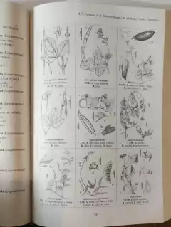FLORA DEL IBERÁ - buy online