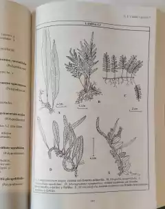 FLORA DEL IBERÁ on internet