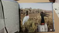 Animales Autóctonos para Niños Nativos - Esteros del Iberá y Delta del Paraná en internet