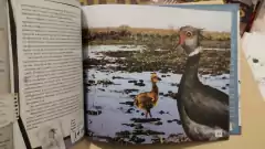 Animales Autóctonos para Niños Nativos - Esteros del Iberá y Delta del Paraná - comprar online