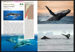 PRE-VENTA 50% TRANSFERENCIA MAMÍFEROS de ARGENTINA - Tomo II (envíos a partir del 10/06) - La Biblioteca del Naturalista