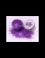 SUPERNOVA DOBLE