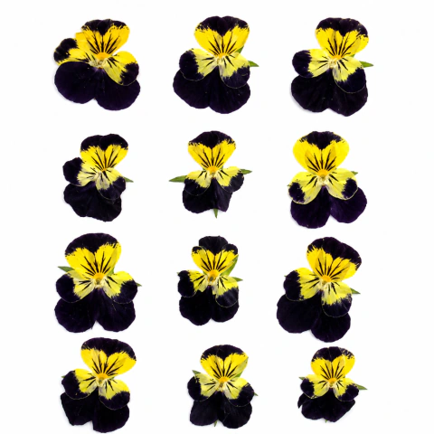 Flores Secas Prensadas Naturales | Packs por Color para Resina Epoxi, Bijouterie y Velas - tienda online