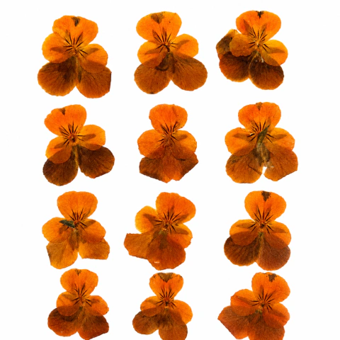 Imagen de Flores Secas Prensadas Naturales | Packs por Color para Resina Epoxi, Bijouterie y Velas