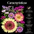 Flores Naturales Secas y Prensadas · Crisantemo GRANDE, Ásteres Violetas y Cosmos en internet