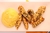 Chicken Fingers con Pure "Cookly"
