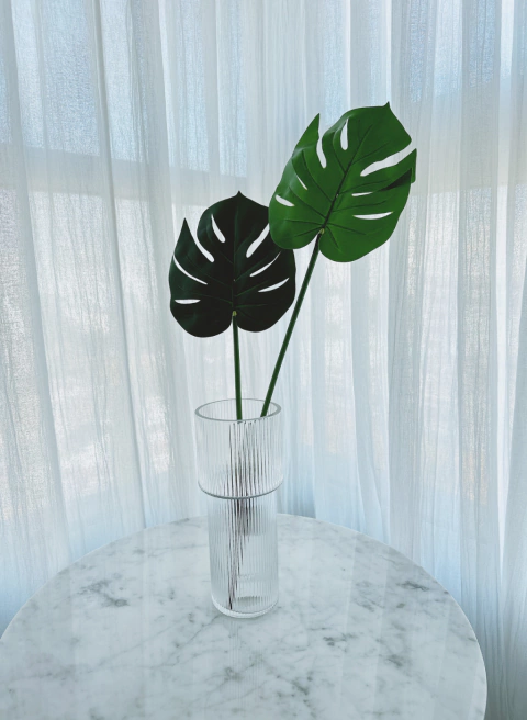 Plantas Monstera (Vs modelos) - comprar online
