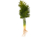 Planta Costilla Adan en internet