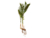 Planta Rustic en internet