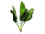 Planta Aleph en internet