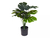 Planta Adan en internet