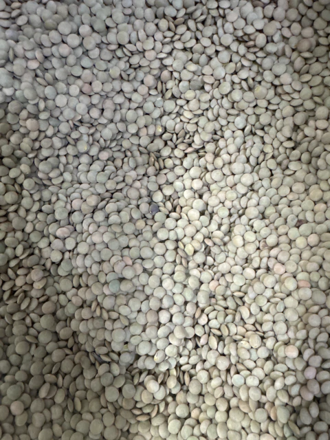 LENTILHA - comprar online