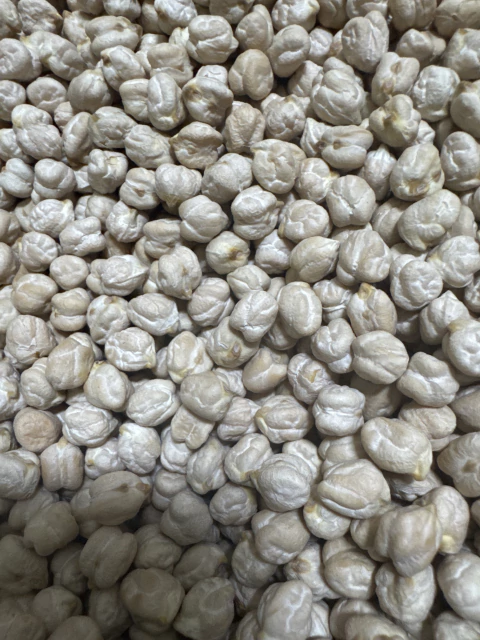 GRÃO DE BICO - comprar online