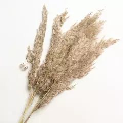 Ramo pampa - Gramineasdeco