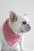 Bandana Pet - Córdoba na internet