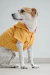 Imagem do Capa de Chuva para Cachorro