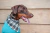 Bandana Pet - Lyon - comprar online