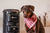 bandana xadrez para cachorro e gato