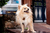 Gola de Tricot Pet - Flor de Sal - comprar online