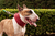 Gola de Tricot Pet - Canela - comprar online