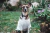 Camiseta Pet - Tomázio - comprar online