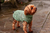 Roupa de Tricô Pet Gola Alta- STRONG - comprar online