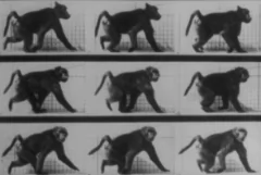 Baboon walking (Muybridge) en internet