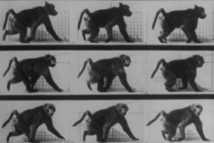 Baboon walking (Muybridge)