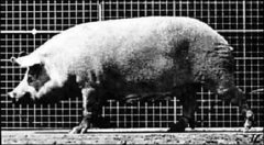 Muybridge 48 páginas - Máquinas de Mirar