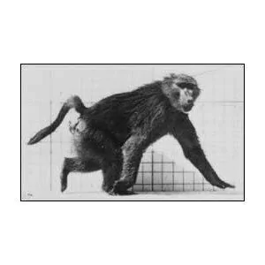 Baboon walking (Muybridge)