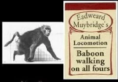 Baboon walking (Muybridge)