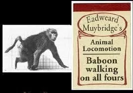 Baboon walking (Muybridge)