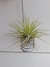 Tillandsia Spinosae - Planta Adulta Importada da Ásia na internet