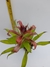 Tilandsia leiboldiana - Orquídea Aérea Adulta Importada da Ásia - Orquideomania