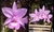Cattleya Nobilior Labeludo x Nobilior Tipo “WWC” - Plantada em Madeira Peroba de Demolição na internet