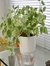 Vaso Acqua Auto Irrigável 12x14 cm Branco – Marca Vasart: Praticidade e Estilo para suas Plantas - comprar online