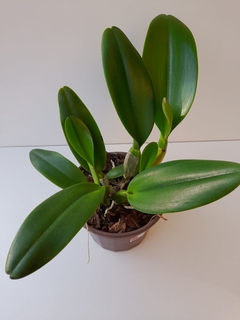 Blc. Turandot "Guaxupé" - Com Espata Floral 20.02.25 | Envio Plantada no Vaso - comprar online