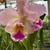 Cattleya Blc. George King Serendipity