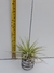 Tillandsia Spinosae - Planta Adulta Importada da Ásia - loja online