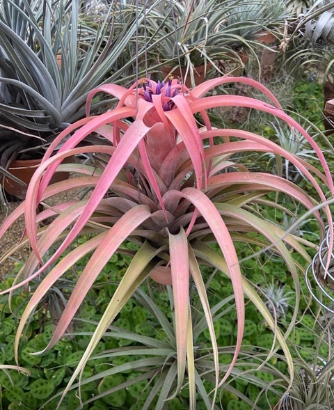 Tilandsia captata Peach