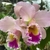Blc. George King Serendipity