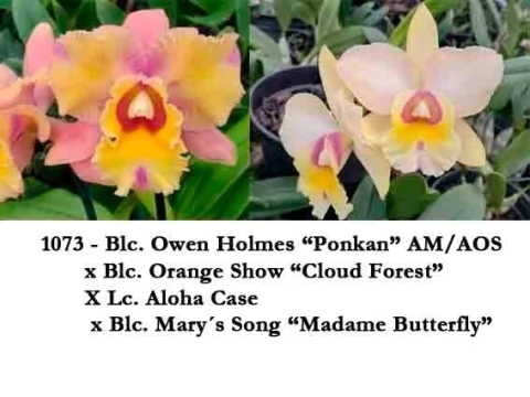 Orquídea Blc Owen Holmes x Orange Show x Aloha Case x Mary Song – Adulta e Apta à Floração - comprar online