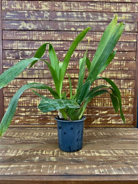 Orquídea Oncidium diversas espécies, adultas e sem flores - comprar online