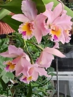 Orquídea Blc. George King Serendipity