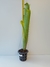 Bromélia Billbergia zebrada - Apta à Floração e Pronta para Brilhar! na internet