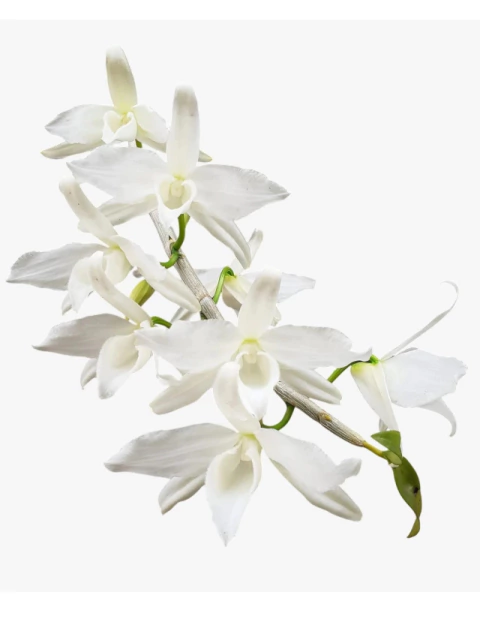 Orquídea Dendrobium Anosmum Alba - Apta à Floração, Enviada Plantada no Vaso - comprar online