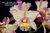 Orquídea Blc. Toshie Aoki Carmela x Erin Kobayashi Lahaina Gold – Adulto e Apta à Floração | Compre agora - loja online