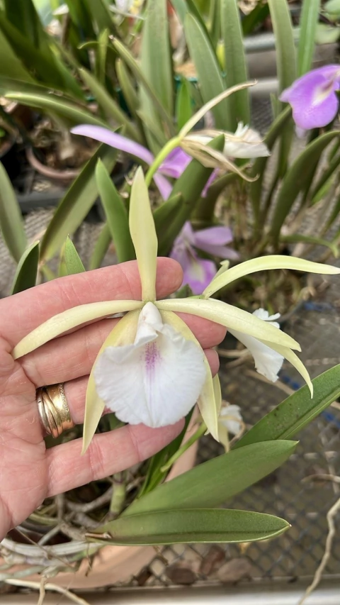 Orquídea Cattleya leopoldi x brassavola nodosa - Adulta (Sementeira)